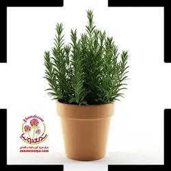 گیاه رزماری