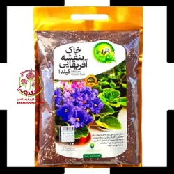 خاک بنفشه آفریقایی گیلدا