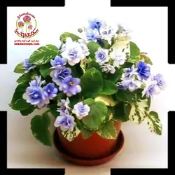 بنفشه آفریقایی  Le Karusel