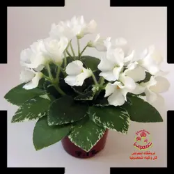 بنفشه آفریقایی Candel Light