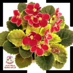 گیاه بنفشه آفریقایی گل بنفش
