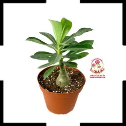 گیاه آدنیوم (سایز شش)