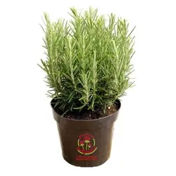 گیاه داروئی رزماری