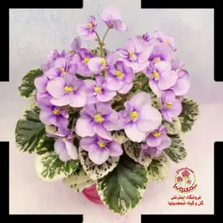 بنفشه آفریقایی