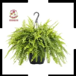 گیاه آپارتمانی سرخس