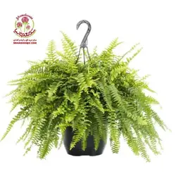 گیاه آپارتمانی سرخس