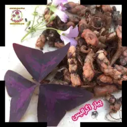 پنج پیاز گیاه اگزالیس ( اکسالیس )