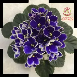 بنفشه آفریقایی Optimara Idahoo