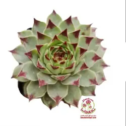 کاکتوس لب ماتیکی سمپریوم