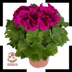 گیاه شمعدانی اژدر با گلدان سفالی  / شمعدونی