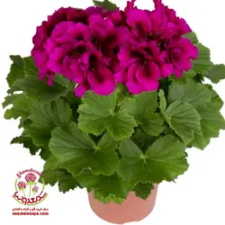 گیاه شمعدانی اژدر با گلدان سفالی  / شمعدونی