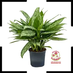 گیاه آگلونما کلاسیک