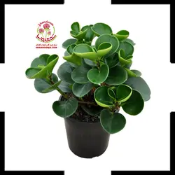 گیاه آپارتمانی پپرومیا قاشقی