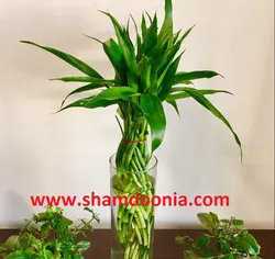 گیاه بامبو پیچ با شیشه استوانه ای