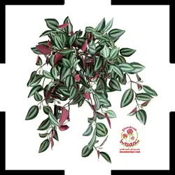 گیاه آپارتمانی برگ بیدی