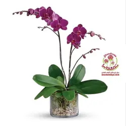 گیاه ارکیده دو شاخه