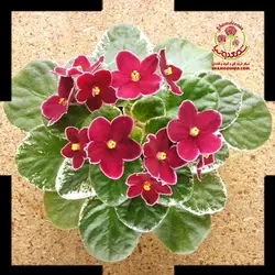 بنفشه آفریقایی Deselles Flamingo