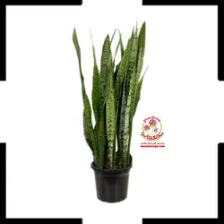 سانسوریا شمشیری سبز