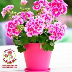 شمعدانی در گلدان سنتی / شمعدونی