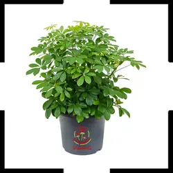 گیاه شفلرا سبز