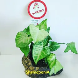 گیاه سینگونیوم