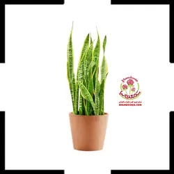 سانسوریا شمشیری ابلق