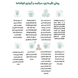 گیاه آگلونما هندوانه ای