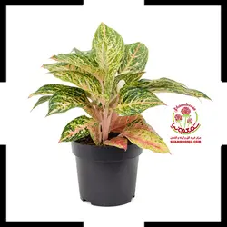 گیاه آگلونما هندوانه ای