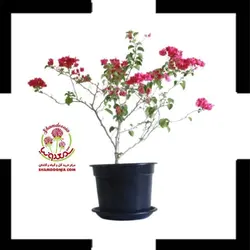 گیاه گل کاغذی