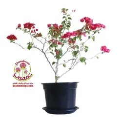 گیاه گل کاغذی