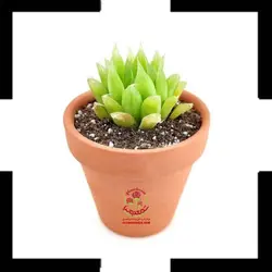 کاکتوس هاوارتیا کوپری