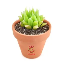 کاکتوس هاوارتیا کوپری
