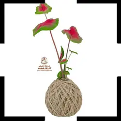 کوکداما کالادیوم