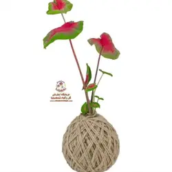 کوکداما کالادیوم