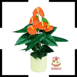 آنتوریوم گل نارنجی