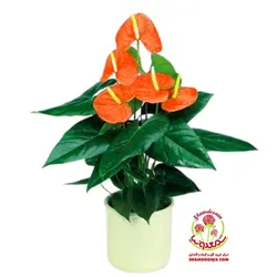 آنتوریوم گل نارنجی