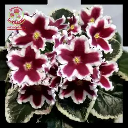 بنفشه آفریقایی Le Karusel