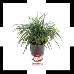 گیاه یال اسبی در گلدان طرح میوه های پاییزی