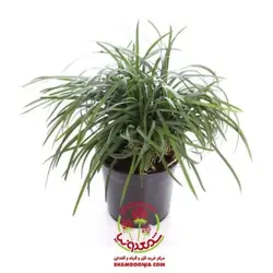 گیاه یال اسبی در گلدان طرح میوه های پاییزی