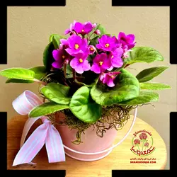 بنفشه آفریقایی Frosty Cherry