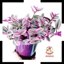 برگ بیدی نانوک هلندی