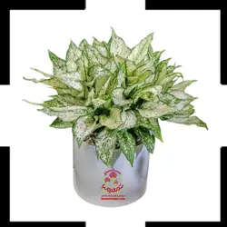 گیاه آگلونما صدفی