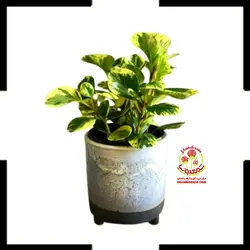 گیاه پپرومیا قاشقی ابلق سایز کوچک