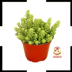 کاکتوس آپارتمانی سدوم