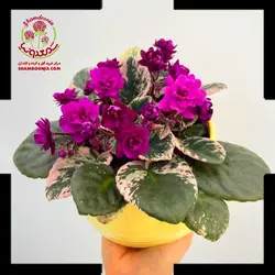 بنفشه آفریقایی روسی