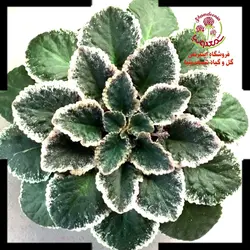 بنفشه  آفریقایی