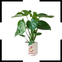 برگ انجیری مینیاتوری