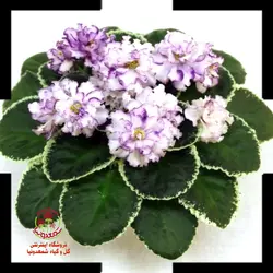 بنفشه آفریقایی Outer Limted