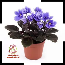 بنفشه آفریقایی گل مراد