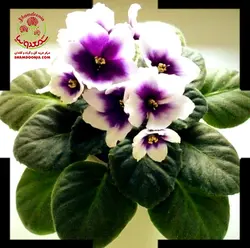 بنفشه آفریقایی Hamaco Inches